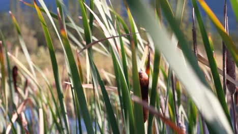 panning shot of bull rushes in the wind on a summer day.