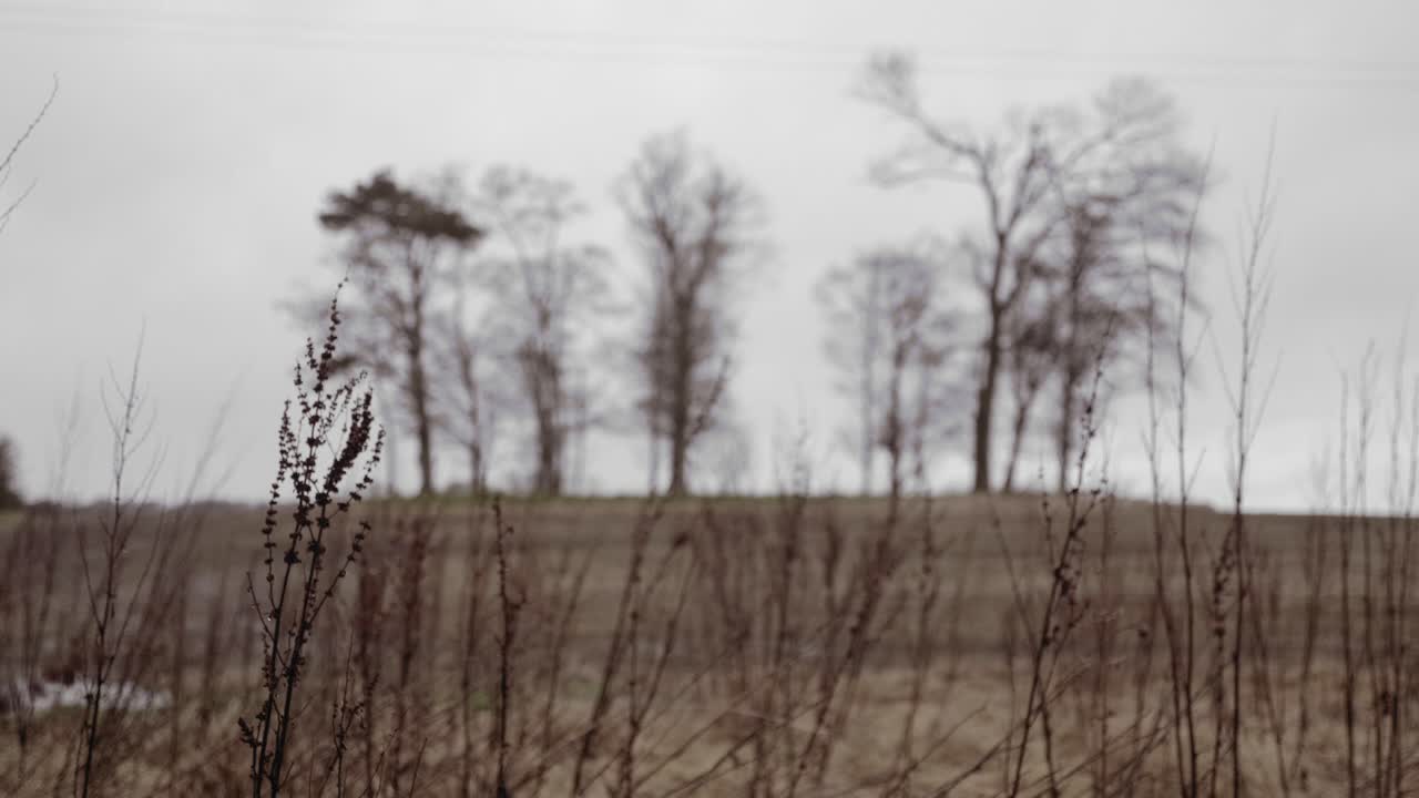 Wild grass in country field with trees in background on winter day, graded