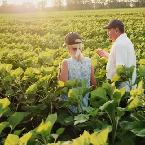 steadicam shot: two farmers walking along the green field of sunflowers