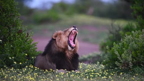 una cámara lenta de un león de melena oscura bostezando mientras yacía en flores amarillas en la reserva de caza de mashatu, botswana