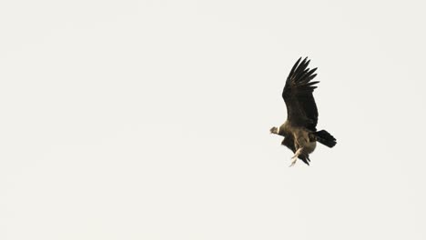 adult andean condor in flight showing its huge wingspan