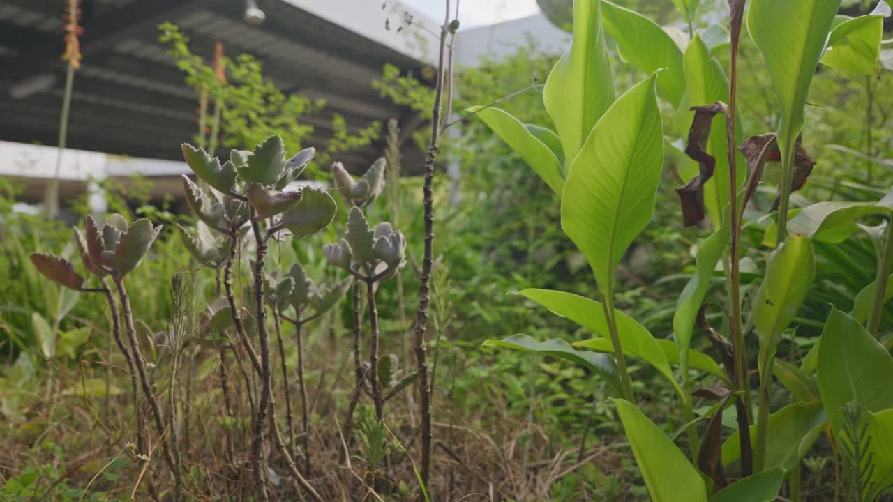 A close up of an overgrown garden and its plants with an old building in the background