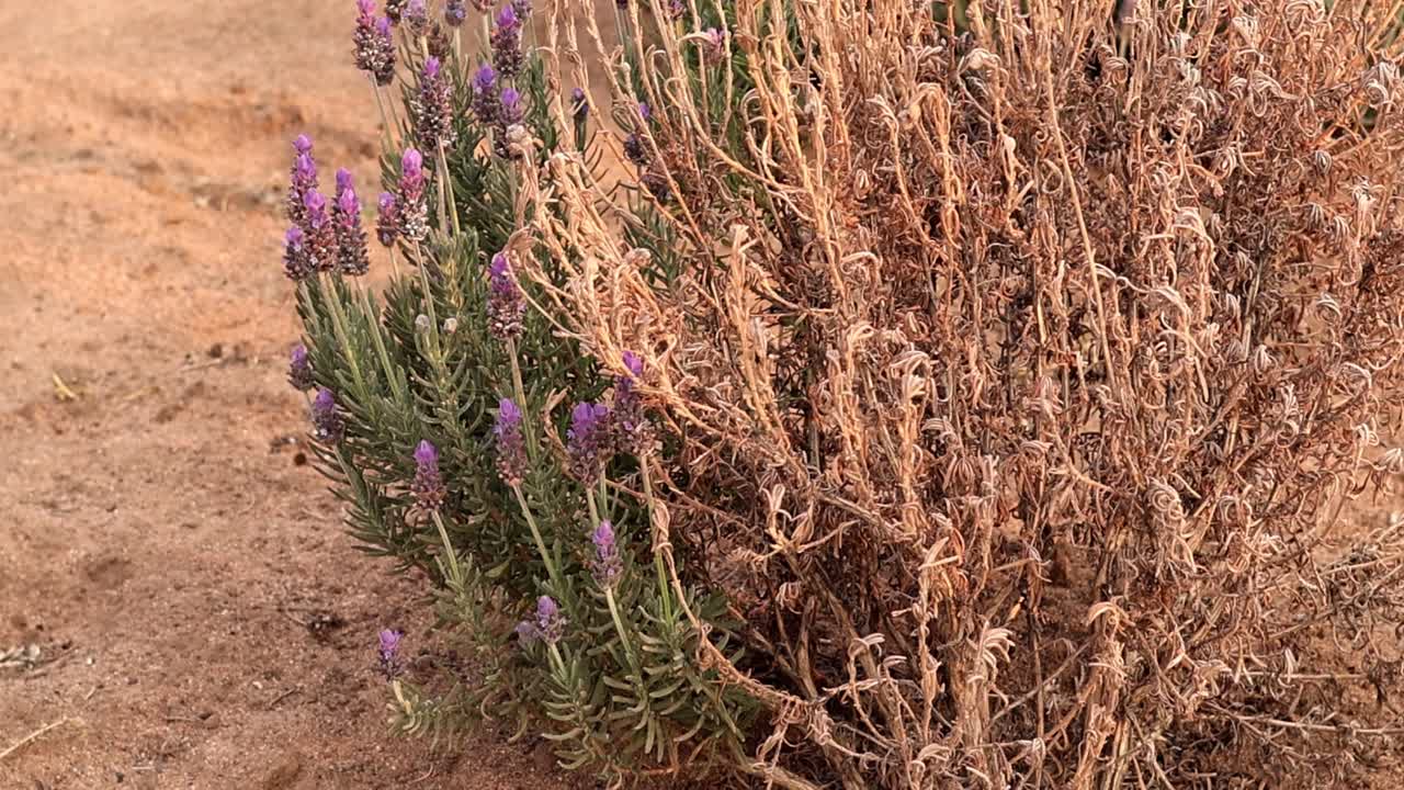 planta en la prolongada sequía de áfrica