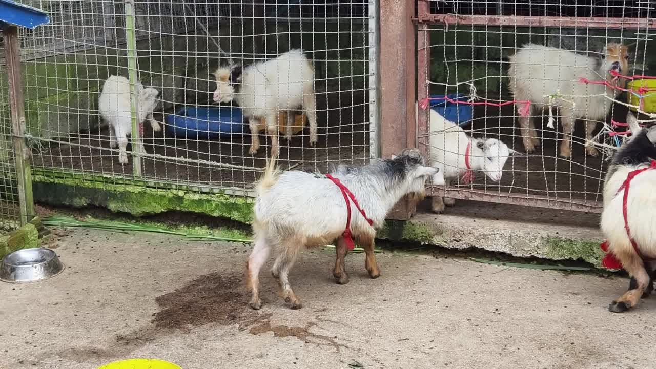 cabras pequeñas en un corral