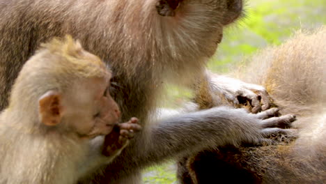 close up: long tailed macaque looking for fleas in fur of another monkey while baby money looks on