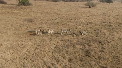 Drohne-Fliegt-An-Einer-Zebraherde-In-Den-Wilden-Ebenen-Afrikas-Vorbei