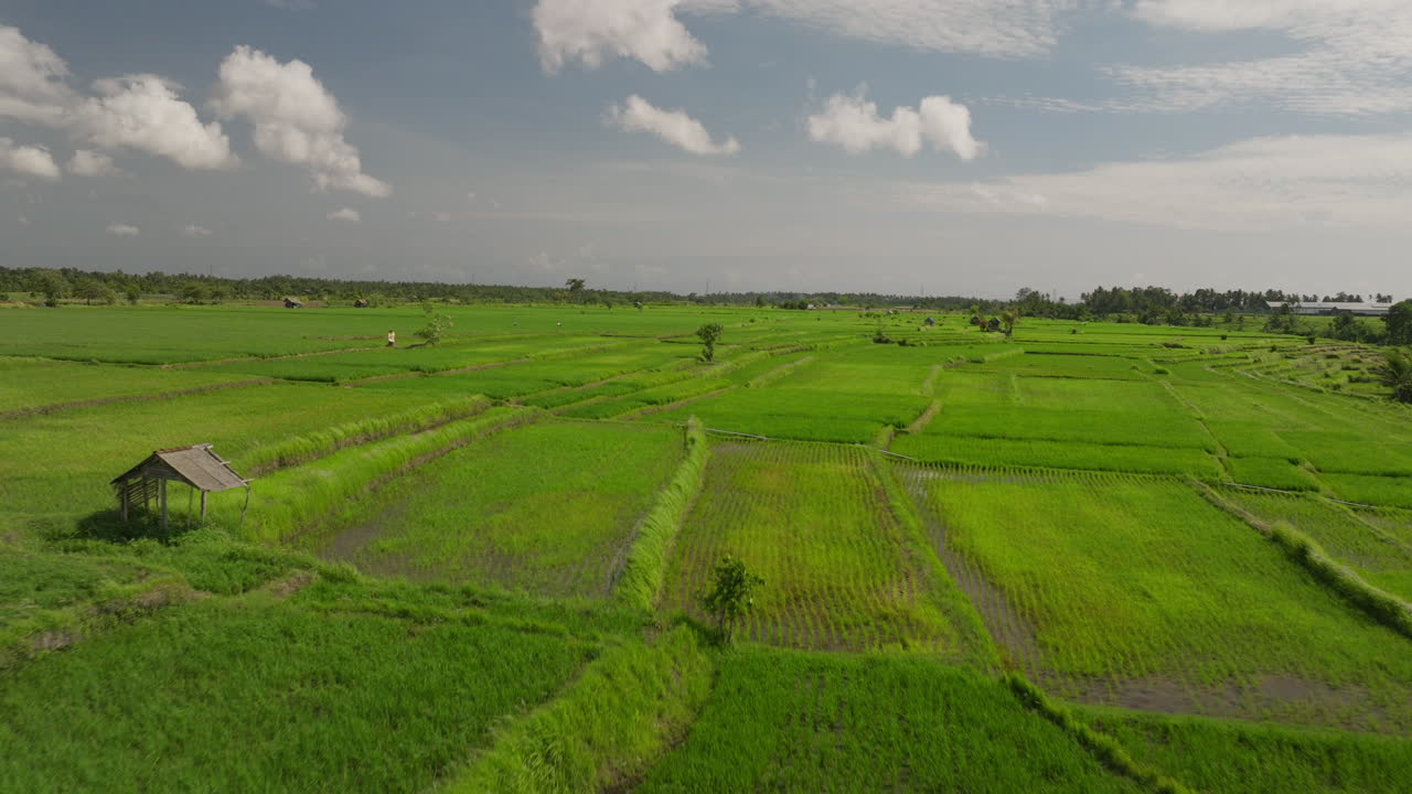 campos de arroz verdes cultivados em um dia de vento, bali, na indonésia