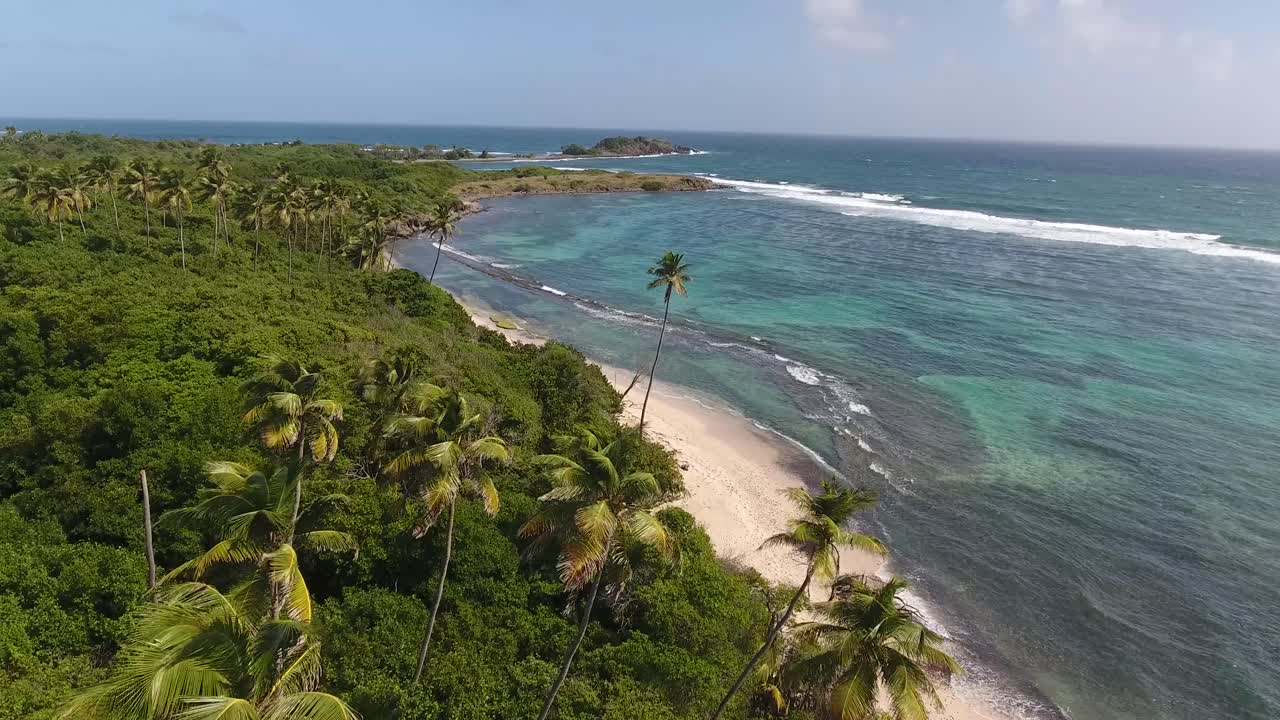 Ripresa aerea con drone in una giornata di sole. Sorvolo di palme e mangrovie
