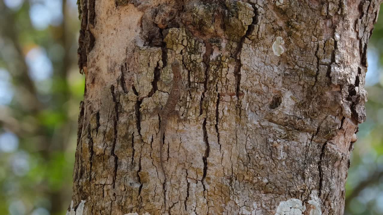 Inconspicuously camouflaged, the Draco also known as flying lizard takes on the color of the bark as it waits for its prey and meal on a trunk of the tree inside Khao Yai National Park in Thailand