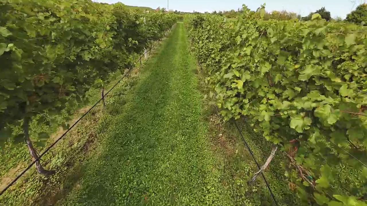 Um vinhedo em Door County, Wisconsin, tem uvas prontas para a colheita no final de setembro