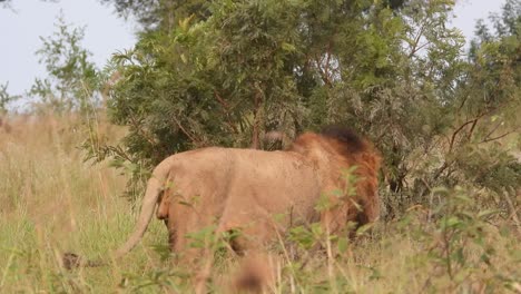 un león adulto vaga por la sabana salvaje en el parque nacional kruger