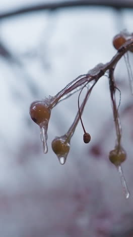 primer plano de ramas de árboles heladas con bayas cubiertas de hielo colgando delicadamente, capturando una escena de invierno serena con fondo borroso creando una atmósfera tranquila y fría