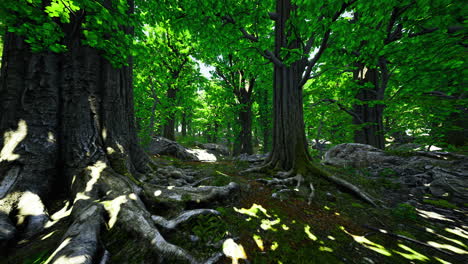 lush forest pathway surrounded by vibrant greenery during daytime