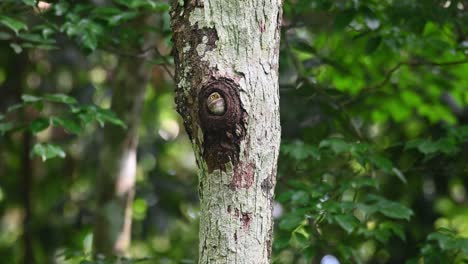 collared pygmy owlet, taenioptynx brodiei, kaeng krachan, thailand