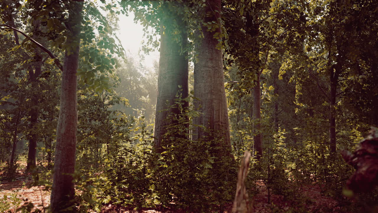 escena de un bosque iluminado por el sol
