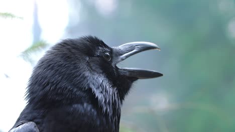 la vida de las aves en la naturaleza silvestre. el cuervo negro en primer plano. el cuervo gritando en el bosque