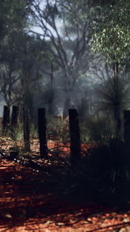 a dirt path through a bush in australia