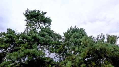 trees gently swaying in the wind