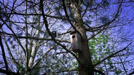 habitat enhancement for backyard birdlife