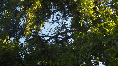 a circling shot around a tall sprawling tree