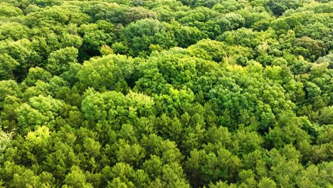 Tilting-in-flight-over-lush-treetops-on-the-beach