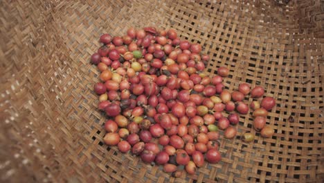 raw luwak coffee beans