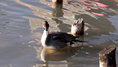 a duck glides through water near posts