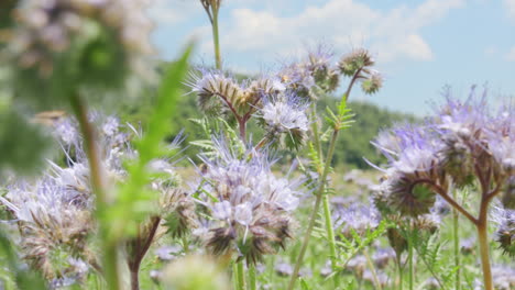 Bees-wasp-collecting-nectar-and-pollen-sitting-on-a-blossom-flower-in-a-natural-greenfield-landscape