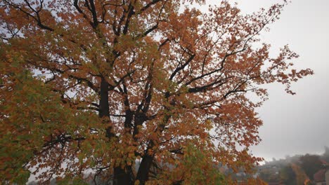 Un-Paseo-Alrededor-De-Un-Viejo-Roble