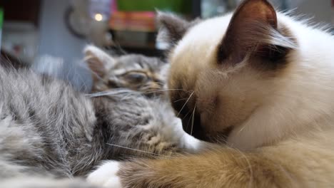 two cats ragdoll and maincoon resting sleeping depression