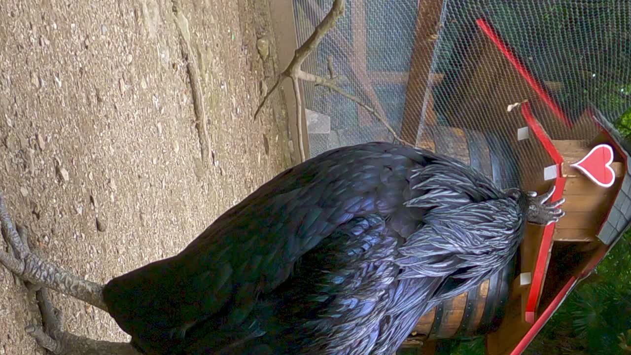 ayam cemani 아름다운 검은 수탉과 닭