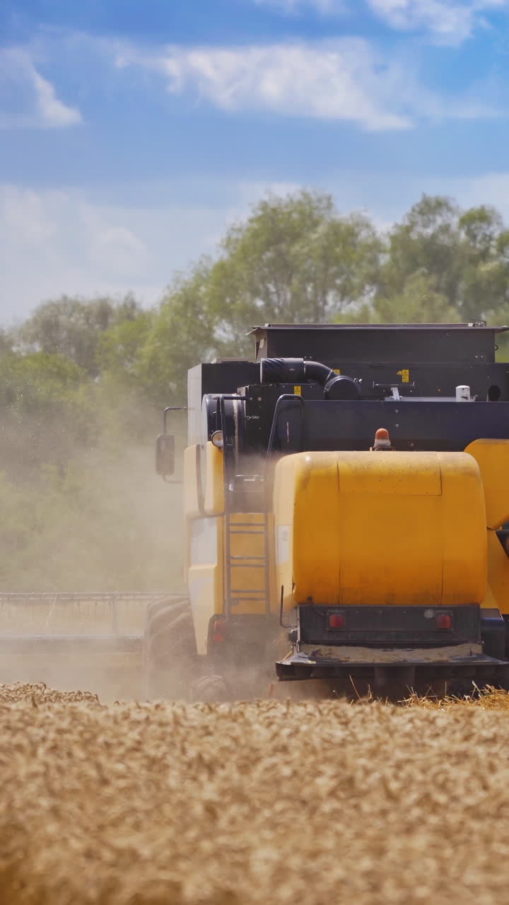 Agricultural machine harvesting wheat. Modern combine harvester working on the golden field during seasonal works. Dust is coming from harvester on the field. Vertical video