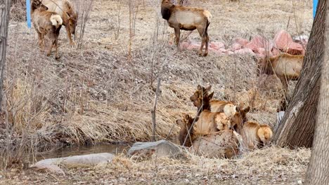 a herd of elk cross a river with the youngest moving in the middle while mature adults watch for danger