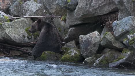 gran oso grizzly comiendo salmón junto a las rocas del río mira a la cámara