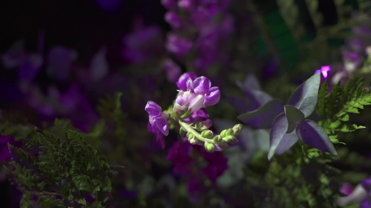 Buket af naturlige lilla blomster brugt til eventdekoration antirrhinum australe rothm