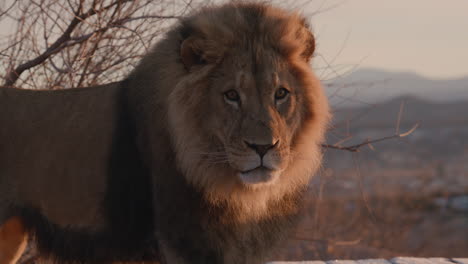 un león extremadamente guapo mirando en cámara lenta