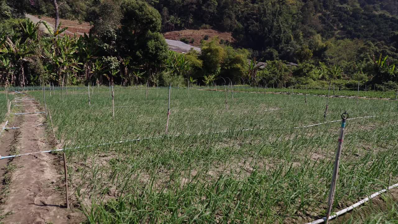 Rows of Green Crops in an Agricultural Field with Irrigation System