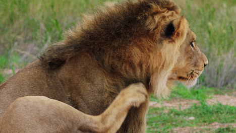 magnificent prime male lion scratches the top of his head in the kalahari desert, botswana. - close up