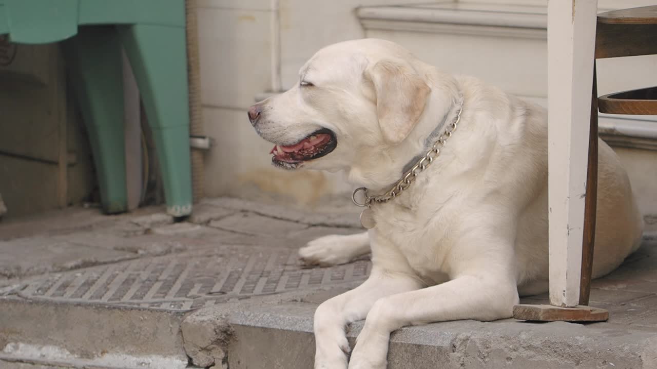 Labrador Retriever Relaxing Outdoors