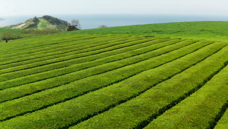 flying low over green tea plantations