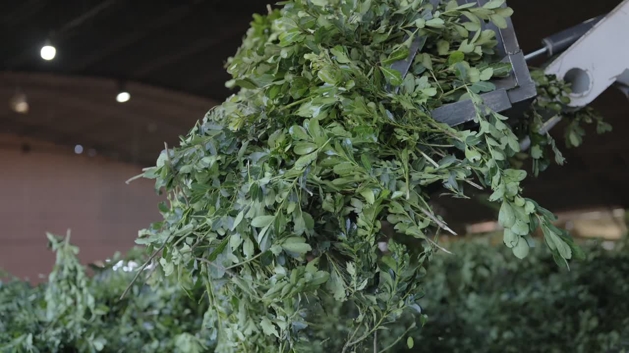 Loader collects and refreshes dry yerba mate leaves in a factory setting.