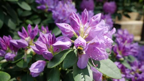 bumble bee flying around rhododendron flower, slow motion