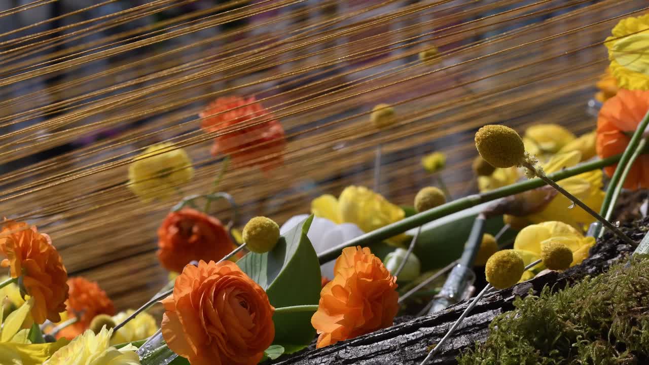 timfloralis 2019 - 꽃 축제, 티미쇼아라, 루마니아