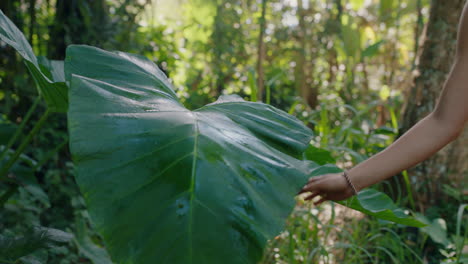 cerca de la mano de la mujer tocando las plantas caminando en el bosque explorando la exuberante selva tropical disfrutando de la belleza natural 4k