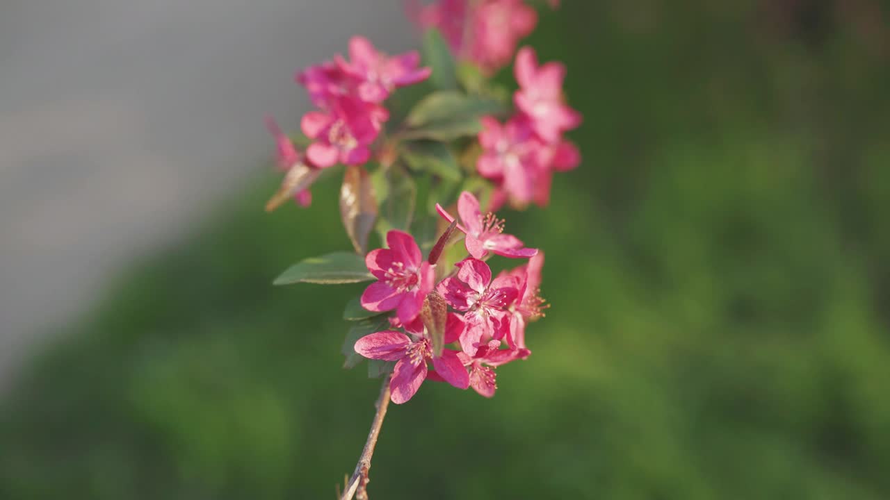 4k flor de primavera cereza o rama del árbol sakura flor de la puesta de sol de fondo