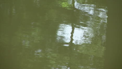 Reflejos-Ondulados-Vistos-En-La-Superficie-De-Un-Estanque