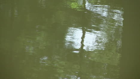 rippling reflections seen in a pond's surface