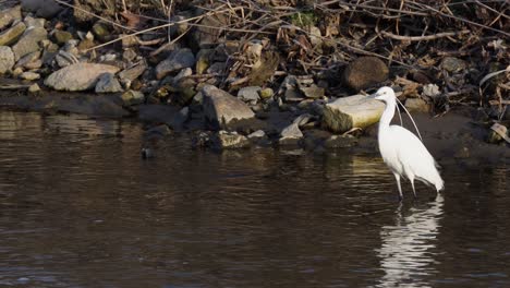 Kleiner-Reiher,-Der-Im-Teich-Steht-Und-Auf-Beute-Wartet