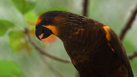 Brown-Lory,-chalcopsitta-duivenbodei,-perched-on-tree-branch,-curiously-wondering-around-the-surroundings,-close-up-shot-of-exotic-parrot-bird-species-native-to-northern-New-Guinea