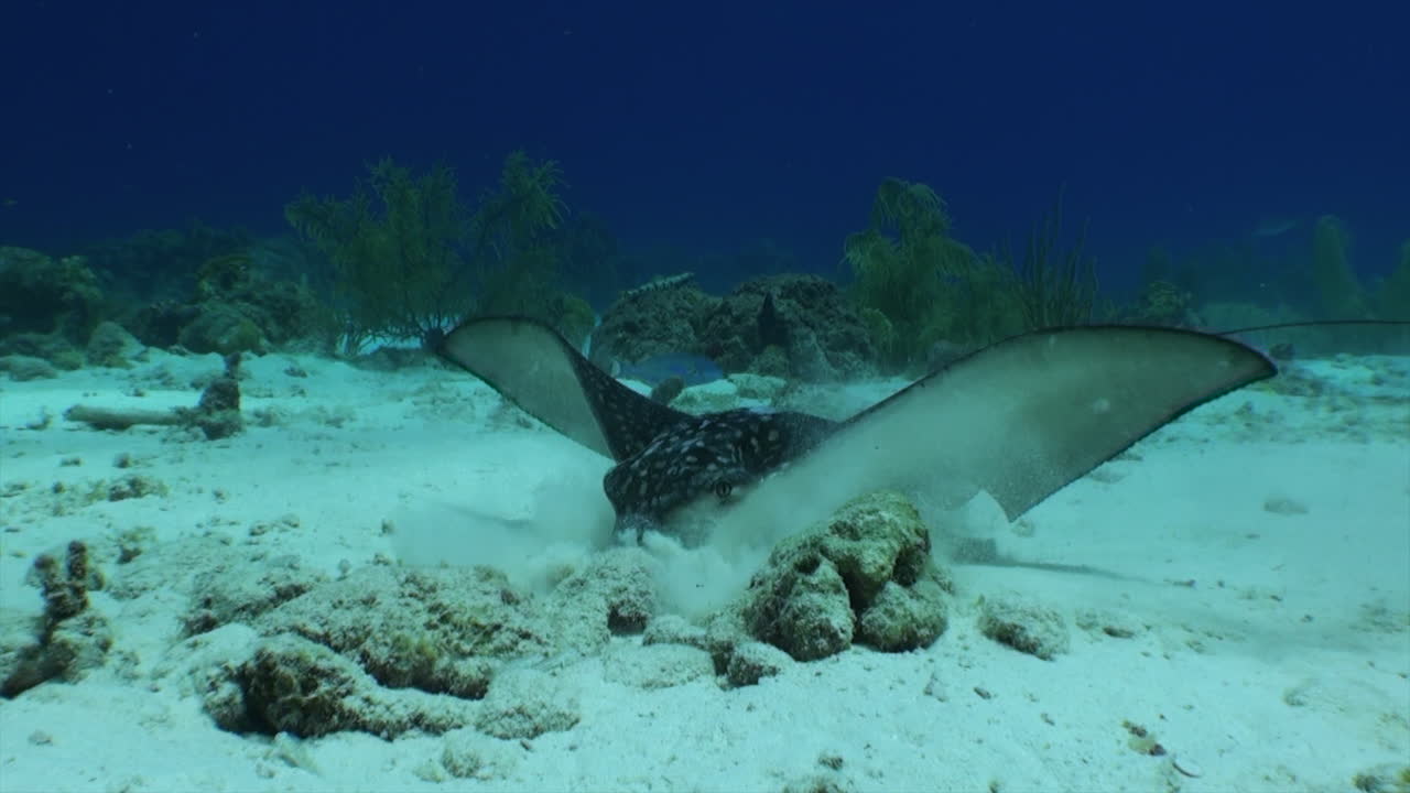 カメラが砂底を横切るマダラトビエイを追跡。エイはカメラの方へ向きを変え、餌を探すために砂を掘り始める